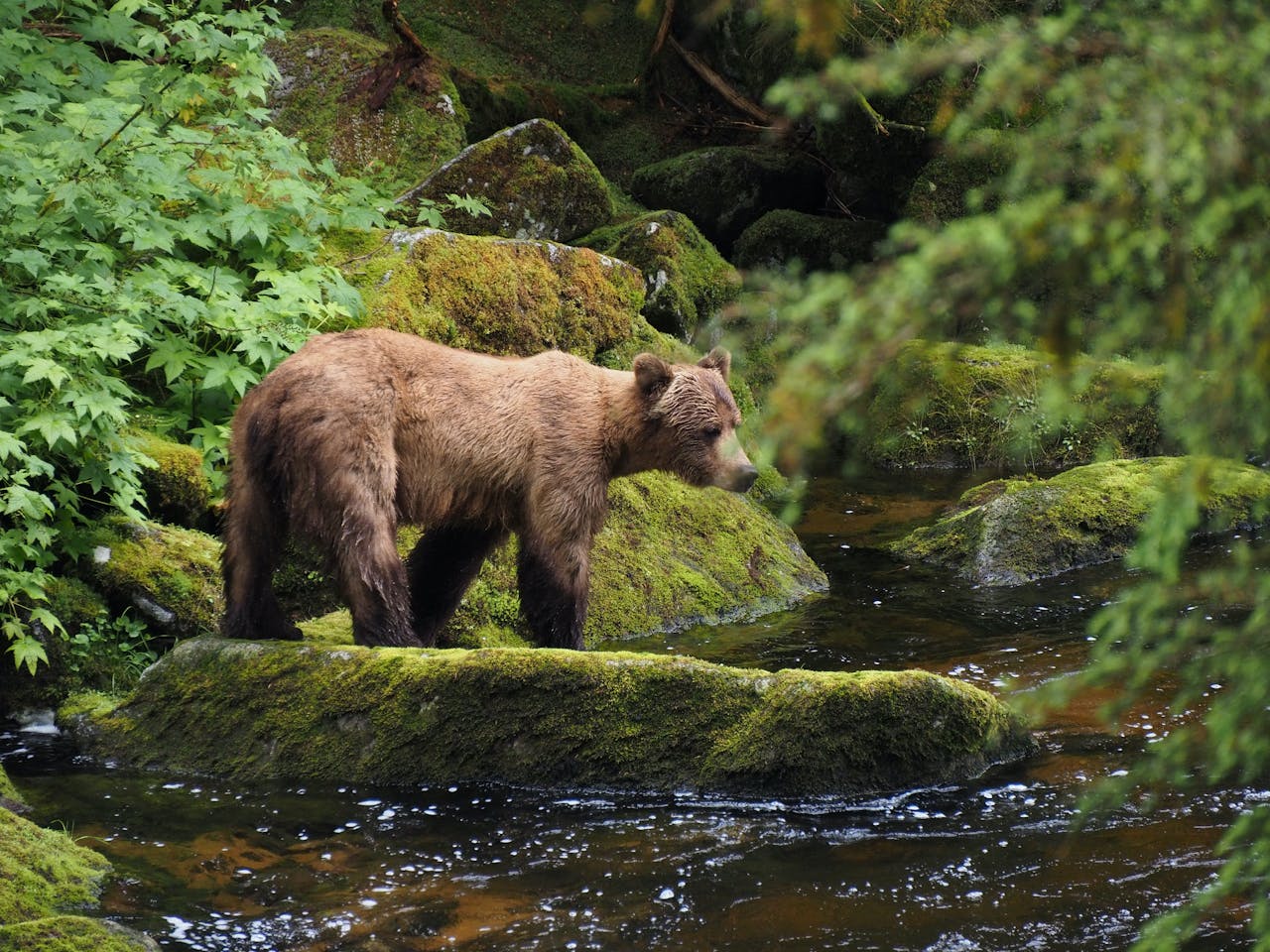 A majestic grizzly bear stands by a lush green forest stream in Wrangell, Alaska, showcasing nature's beauty.